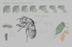Cicada Grove by Helen Han